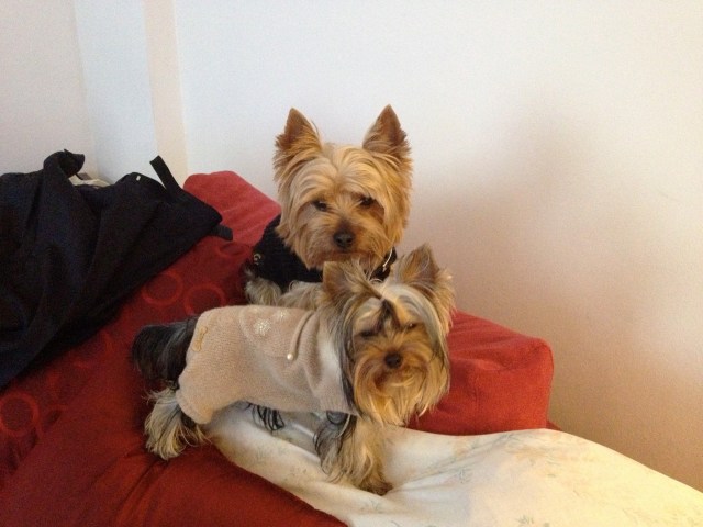 My babies - ready to go out!